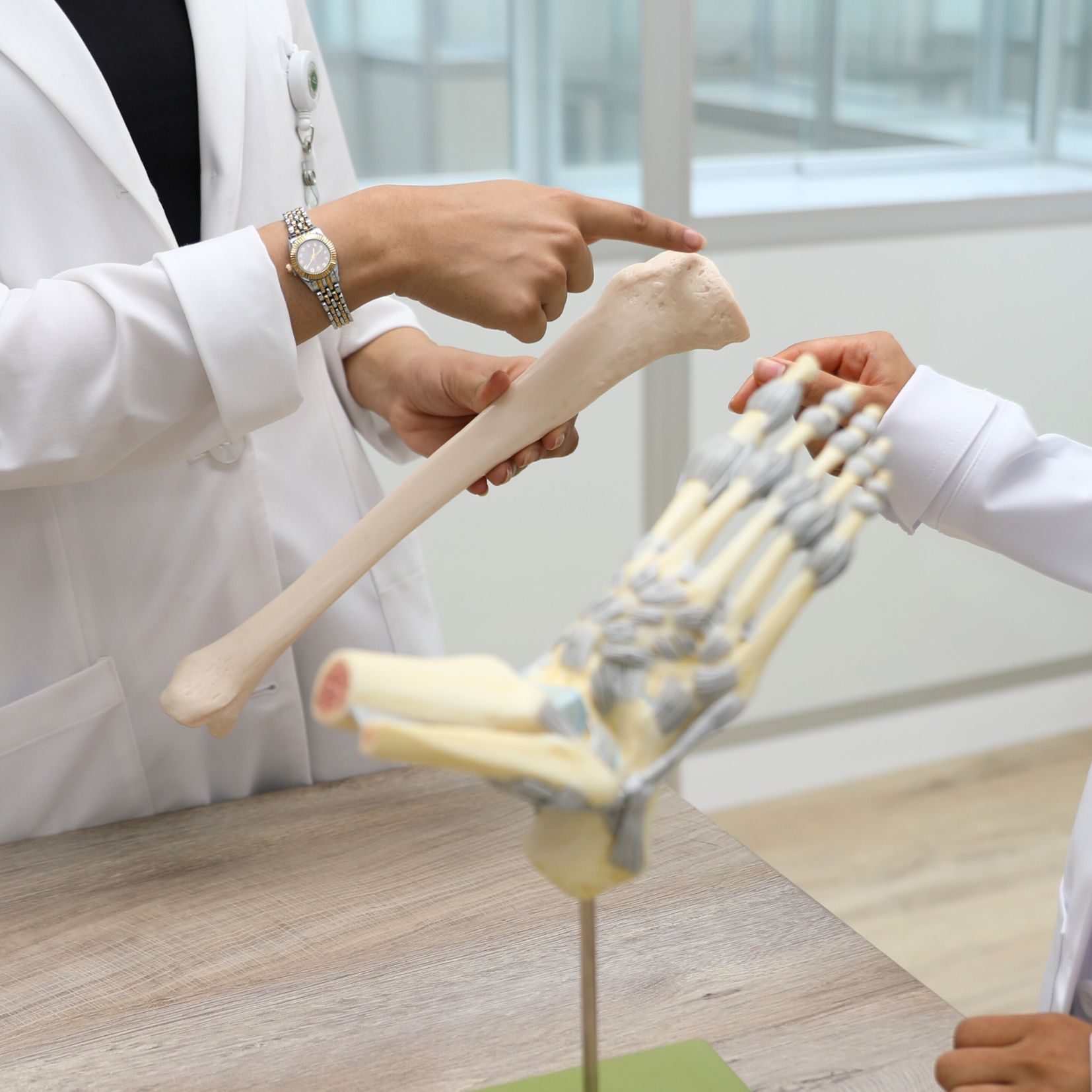 Anatomy
