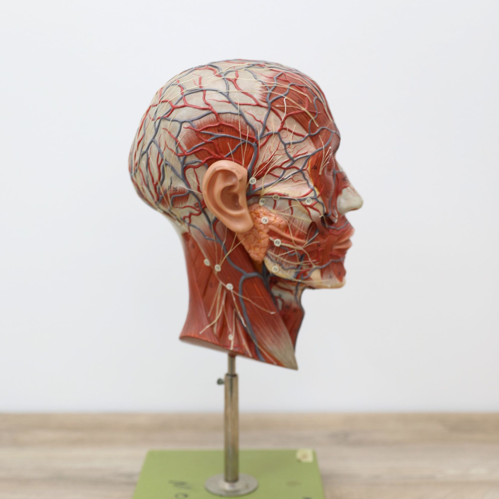 Physiology